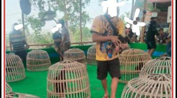 Penegakan Hukum yang Tumpul: Arena Judi Manduro Jadi Tontonannya Rakyat dan Aparat